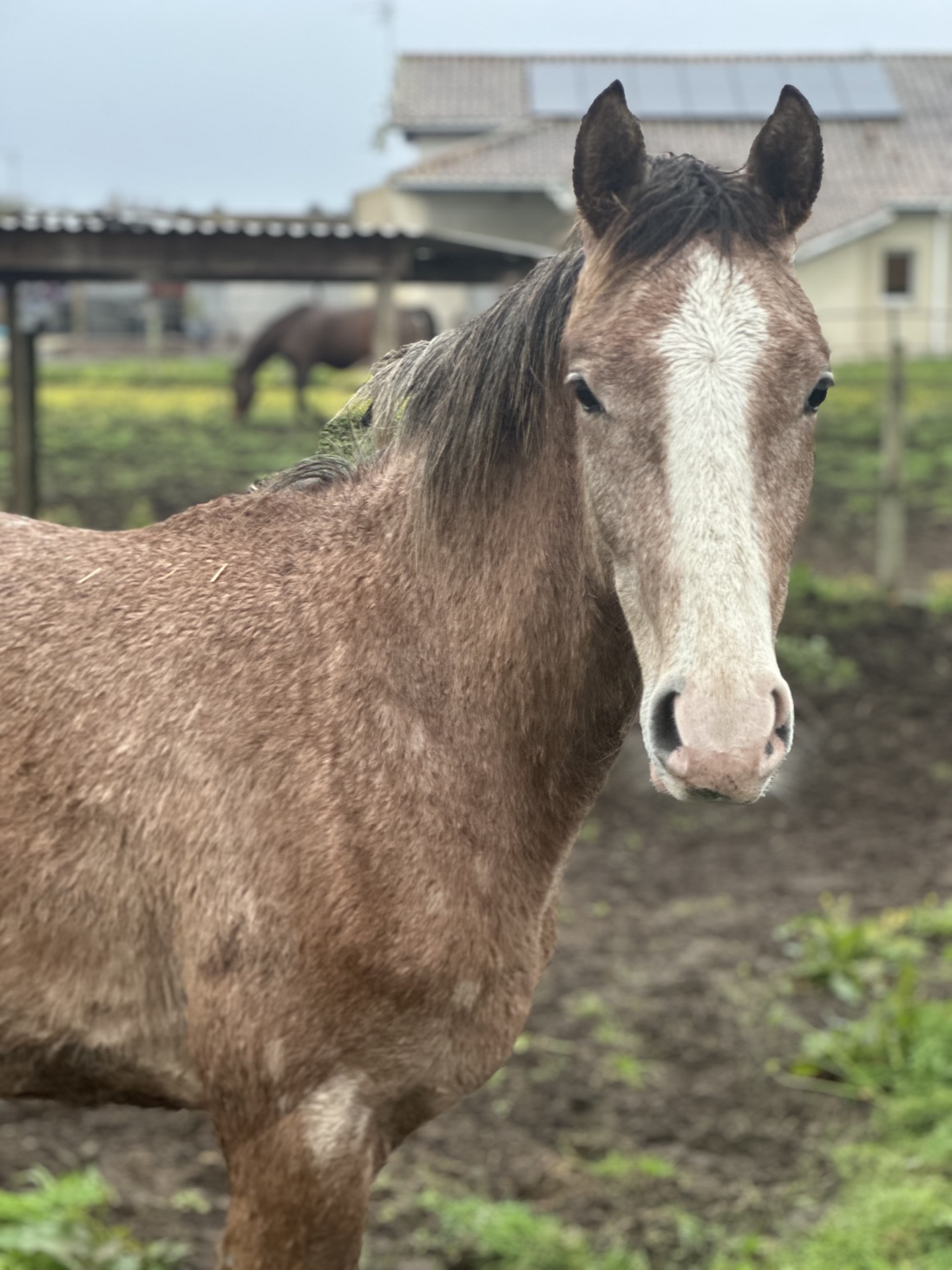 Portrait d'un cheval rouan