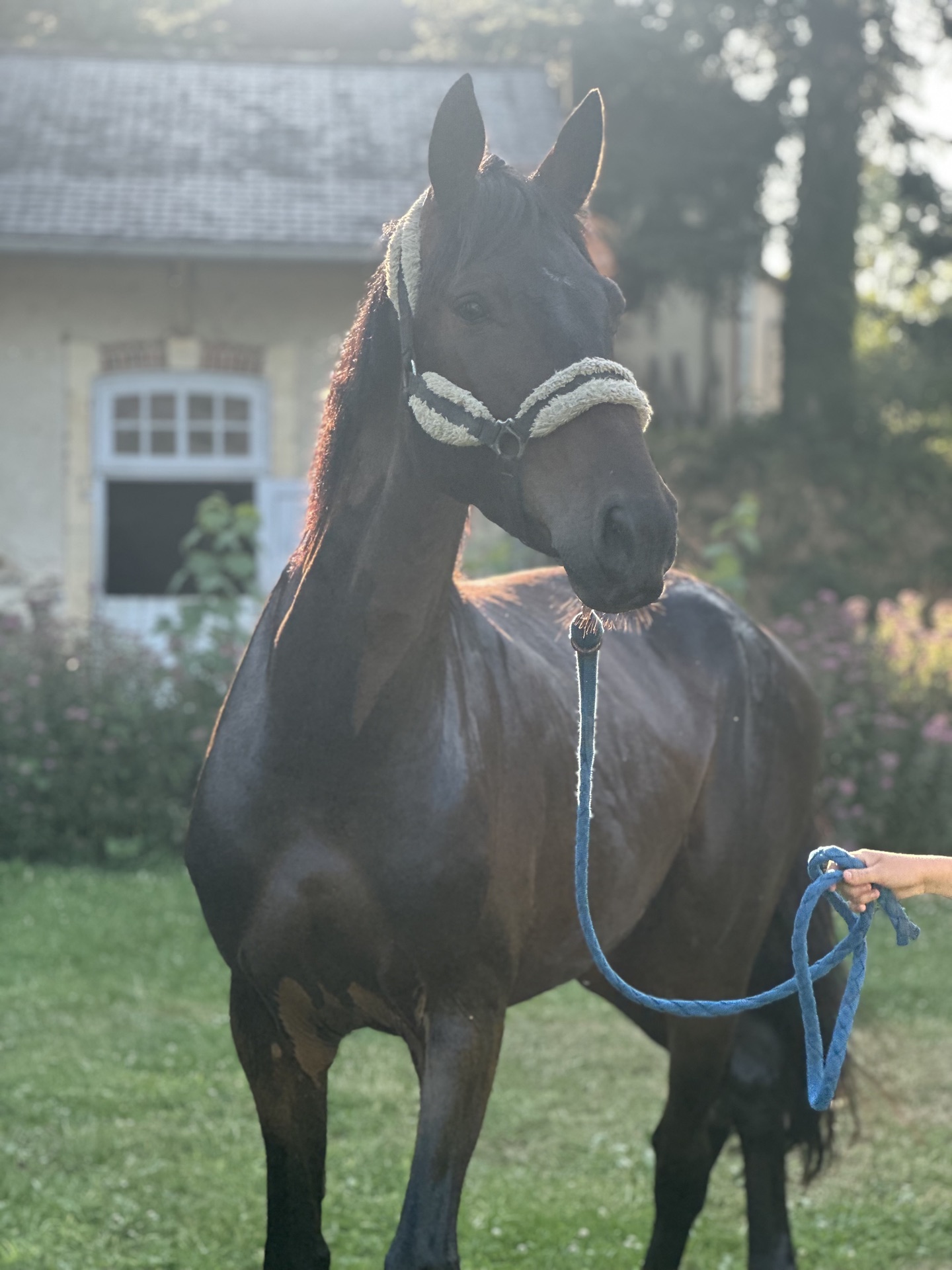 Cheval bai tenu en longe, contre-jour