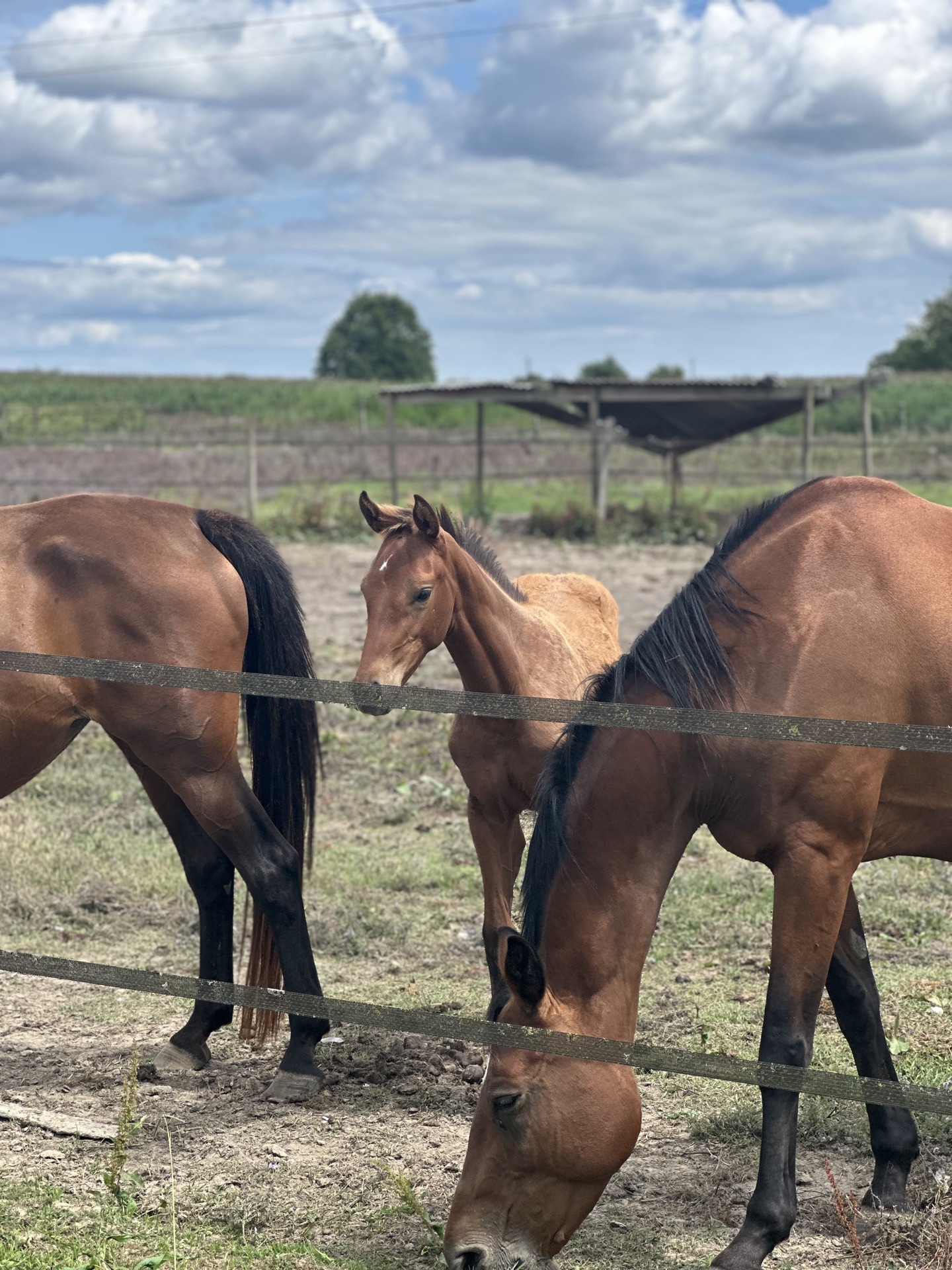 Jument, poulain et cheval au pré