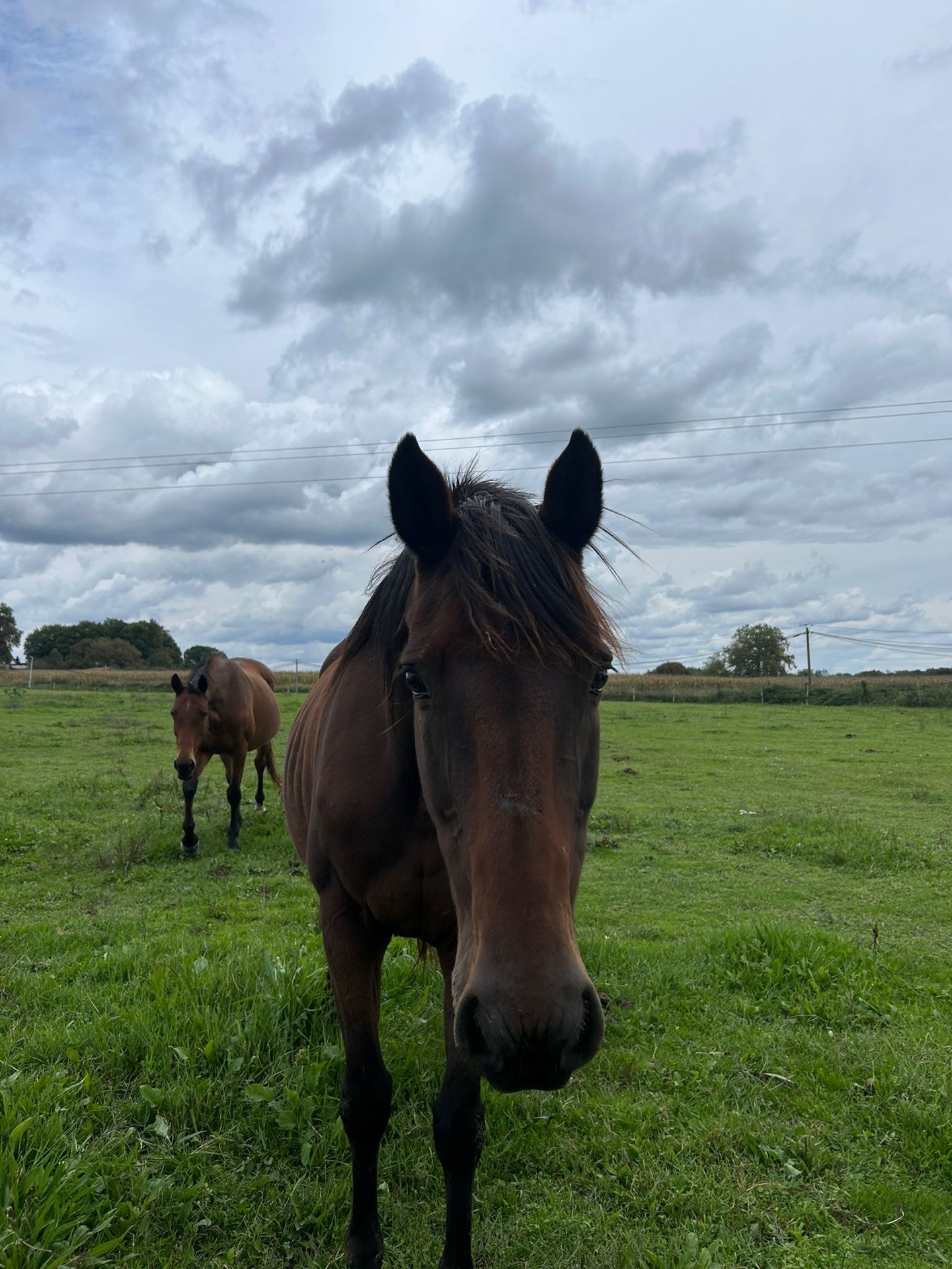 Jument et son poulain dans le pré